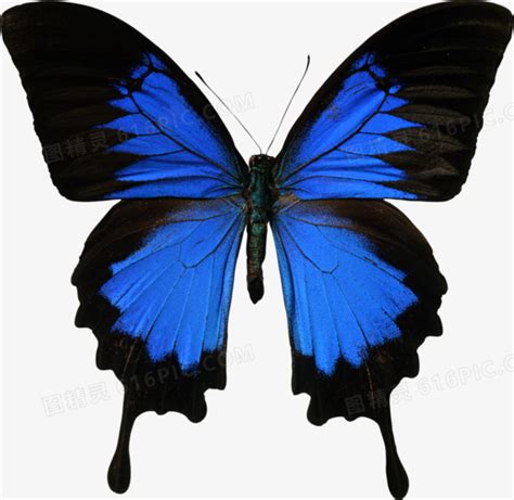 通暢氣脈術 藍黑色蝴蝶